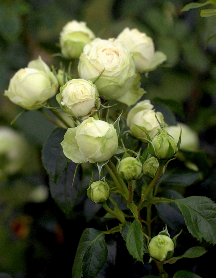 Роза флорибунда Лавли Грин 1 шт